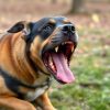 Abogados Expertos en Mordeduras de Perro en Maryland